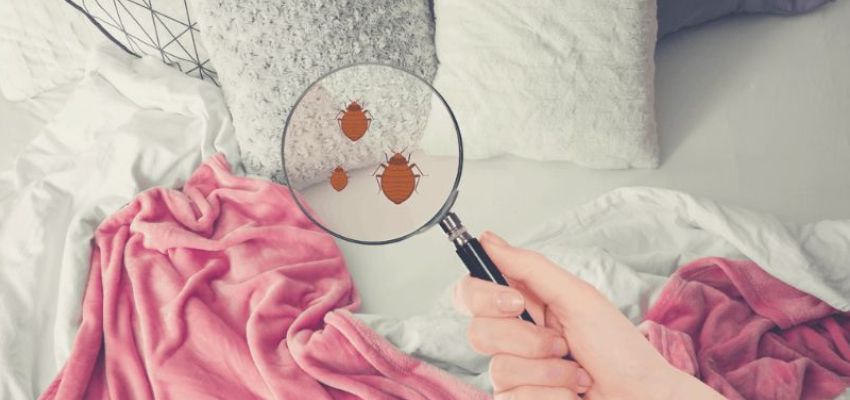 Nhiệt độ tăng đừng để vi khuẩn có cơ hội bám vào chăn đệm