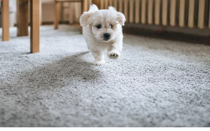Tại sao vệ sinh thảm cho nhà có thú cưng lại quan trọng?
